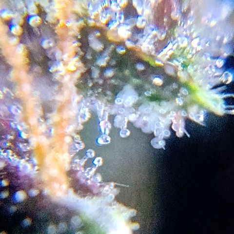 Purple Punch Autoflower growlog timeline photo