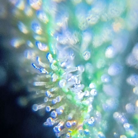 Purple Punch Autoflower growlog timeline photo
