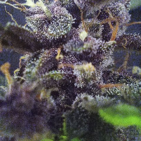 Purple Punch Autoflower growlog timeline photo