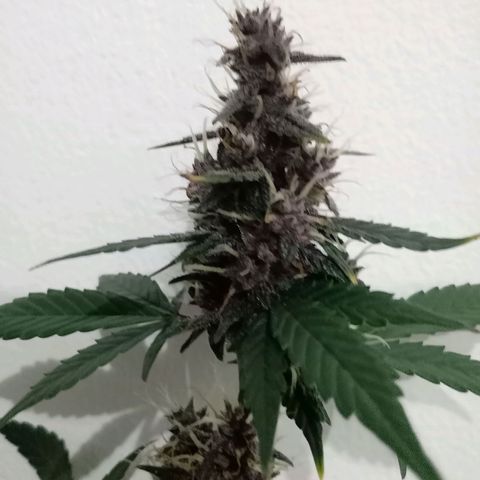 Purple Punch Autoflower growlog timeline photo