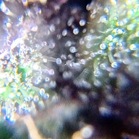 Purple Punch Autoflower growlog timeline photo