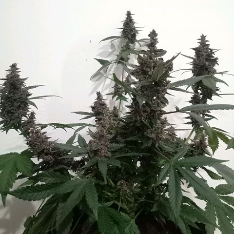 Purple Punch Autoflower growlog timeline photo