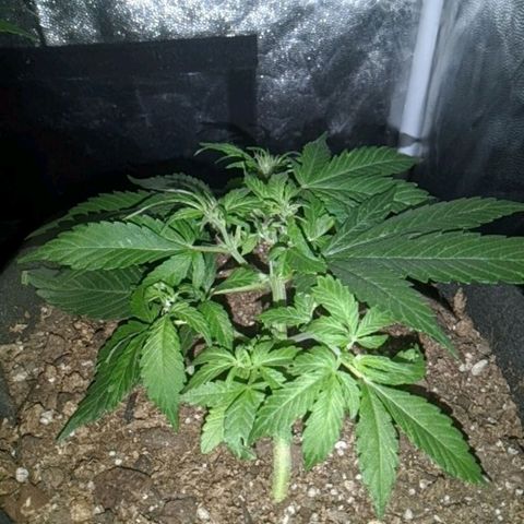 Purple Punch Autoflower growlog timeline photo