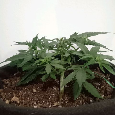 Purple Punch Autoflower growlog timeline photo