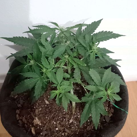 Purple Punch Autoflower growlog timeline photo