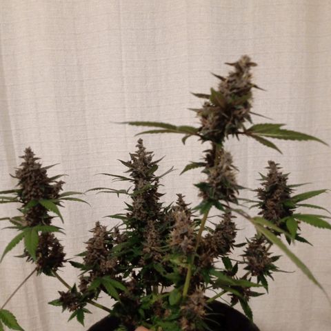 Purple Punch Autoflower growlog timeline photo