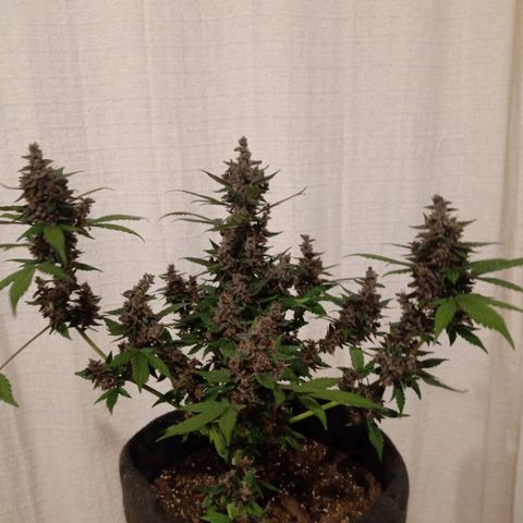 Purple Punch Autoflower growlog timeline photo