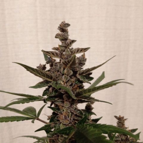 Purple Punch Autoflower growlog timeline photo