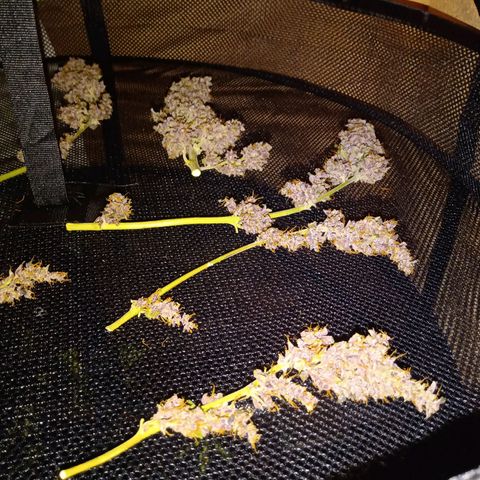Purple Punch Autoflower growlog timeline photo