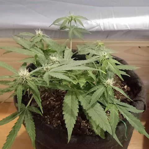 Purple Punch Autoflower growlog timeline photo
