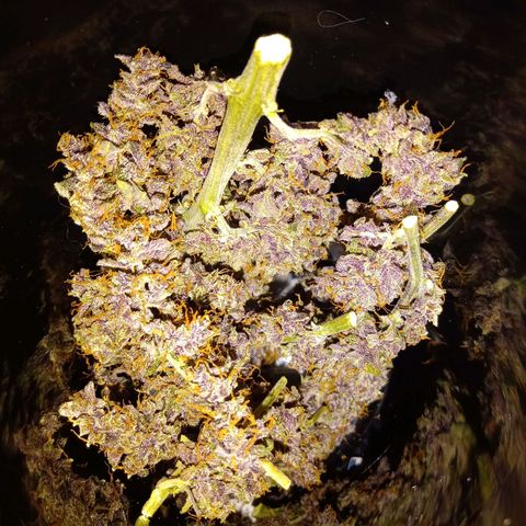 Purple Punch Autoflower growlog timeline photo