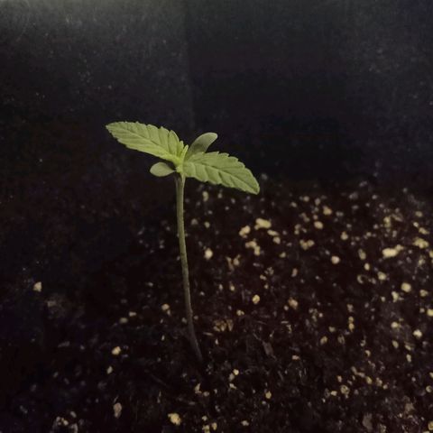 AutoEuforia growlog timeline photo