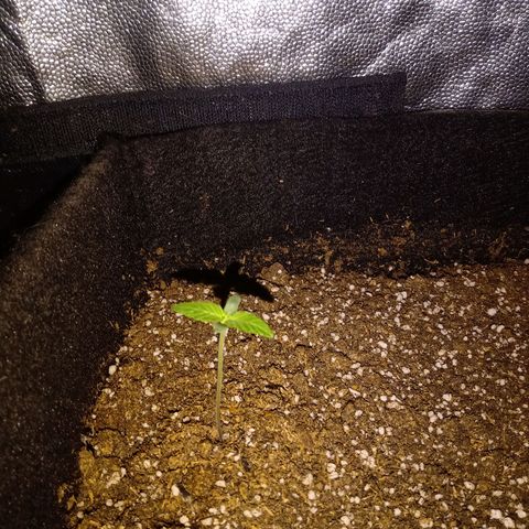 AutoEuforia growlog timeline photo
