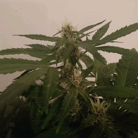Purple Punch Autoflower growlog timeline photo