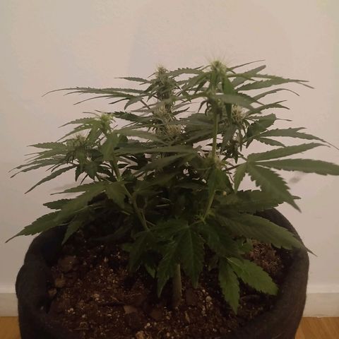 Purple Punch Autoflower growlog timeline photo