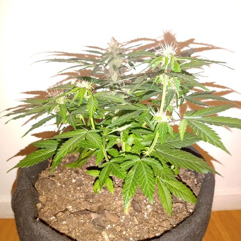 Purple Punch Autoflower growlog timeline photo