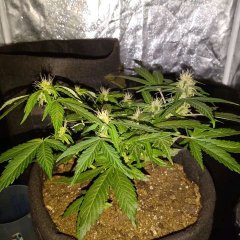 Purple Punch Autoflower growlog timeline photo