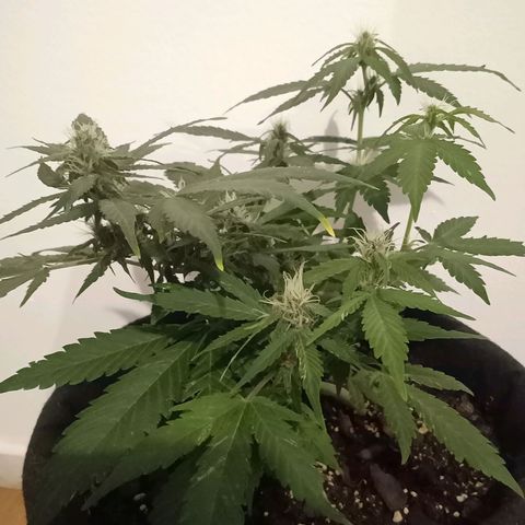 Purple Punch Autoflower growlog timeline photo