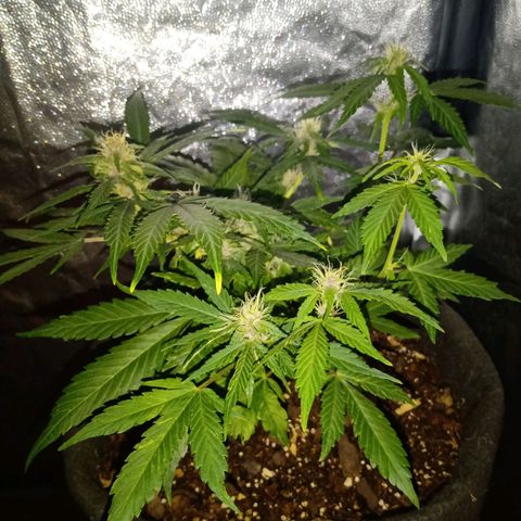 Purple Punch Autoflower growlog timeline photo