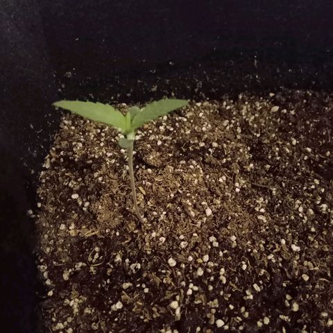 AutoEuforia growlog timeline photo