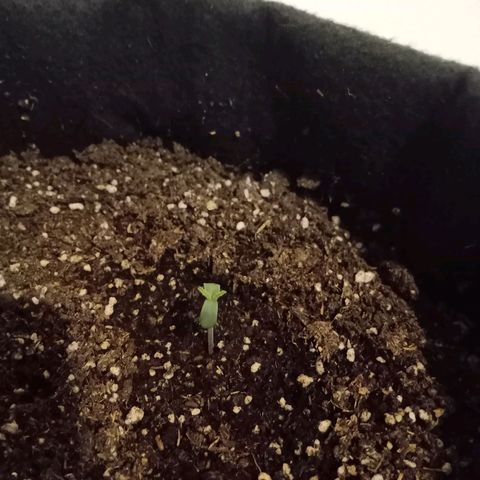 Wire Lime growlog timeline photo