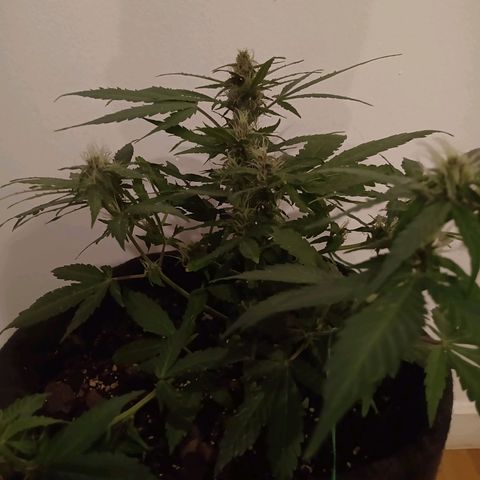 Purple Punch Autoflower growlog timeline photo