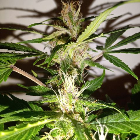 Purple Punch Autoflower growlog timeline photo