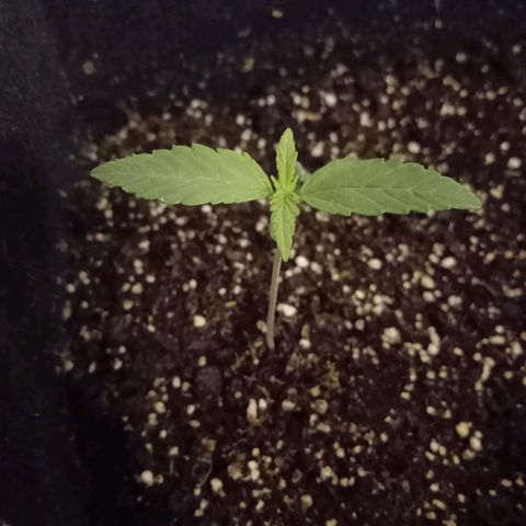 AutoEuforia growlog timeline photo