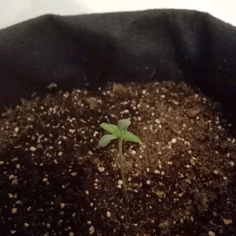 Wire Lime growlog timeline photo