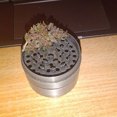 Purple Punch Autoflower growlog timeline photo
