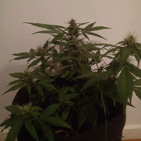 Purple Punch Autoflower growlog timeline photo