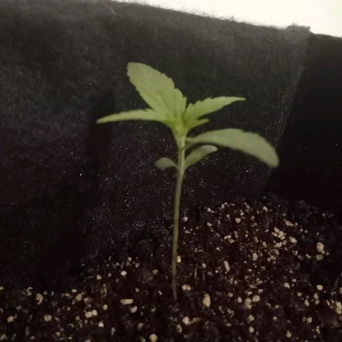 AutoEuforia growlog timeline photo