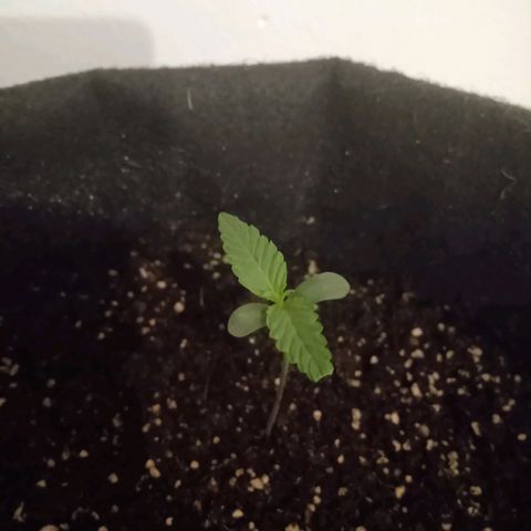 Wire Lime growlog timeline photo