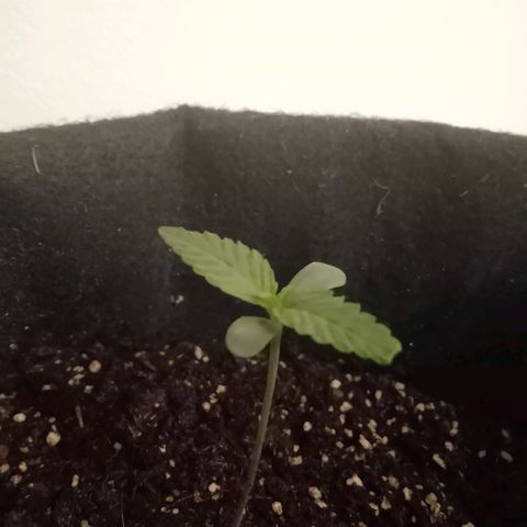 Wire Lime growlog timeline photo