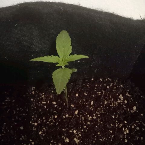 AutoEuforia growlog timeline photo