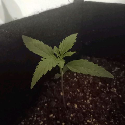 AutoEuforia growlog timeline photo