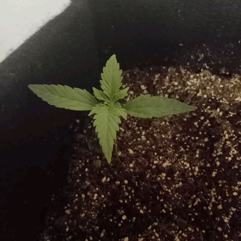 AutoEuforia growlog timeline photo