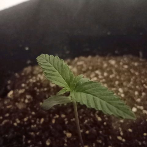Wire Lime growlog timeline photo