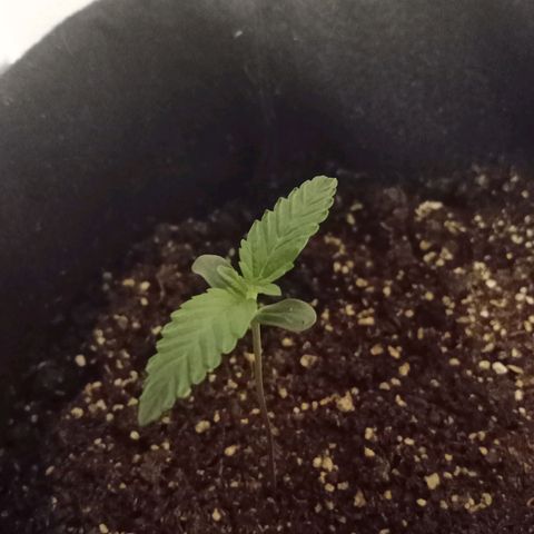 Wire Lime growlog timeline photo
