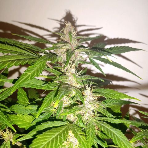 Purple Punch Autoflower growlog timeline photo