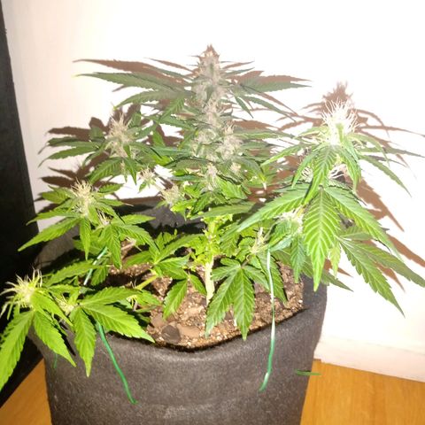 Purple Punch Autoflower growlog timeline photo