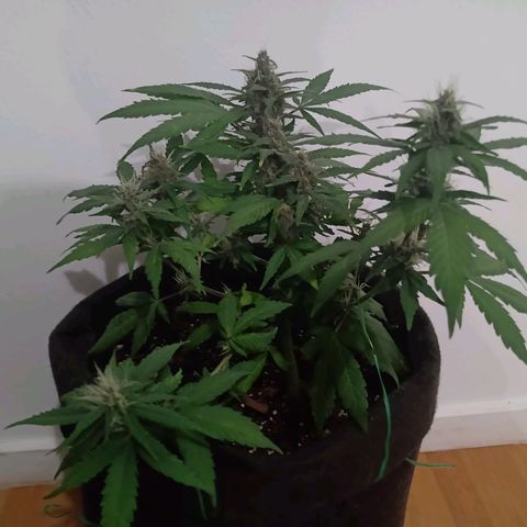 Purple Punch Autoflower growlog timeline photo