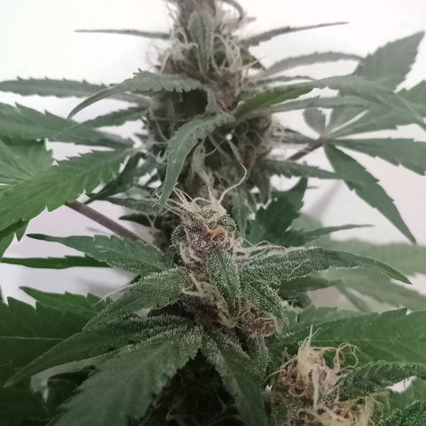 Purple Punch Autoflower growlog timeline photo