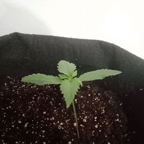 Wire Lime growlog timeline photo