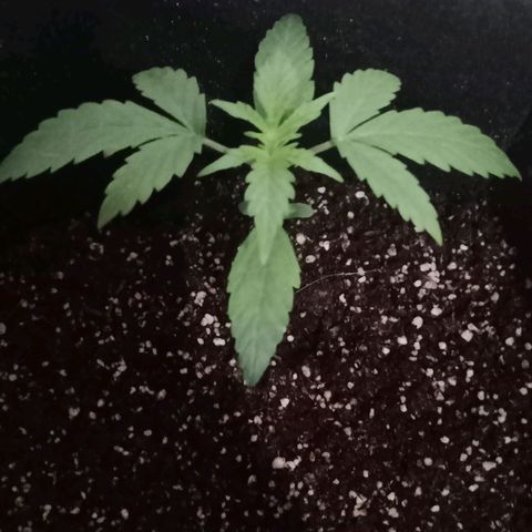 AutoEuforia growlog timeline photo