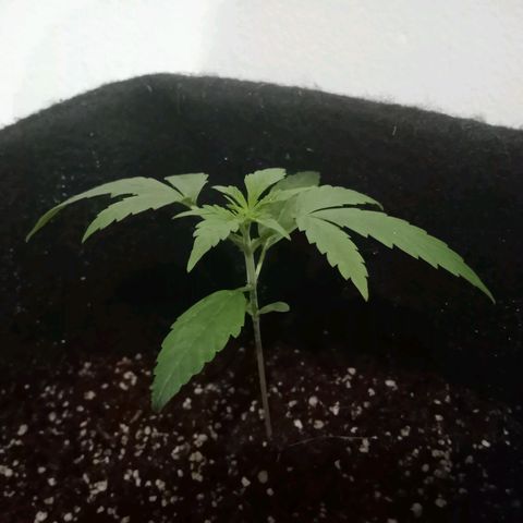 AutoEuforia growlog timeline photo