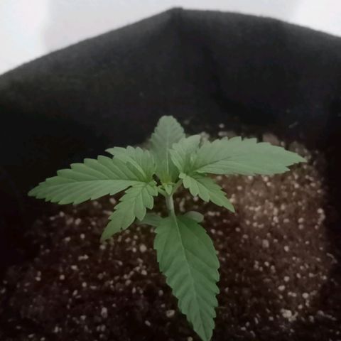 Wire Lime growlog timeline photo