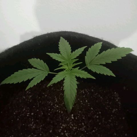 AutoEuforia growlog timeline photo