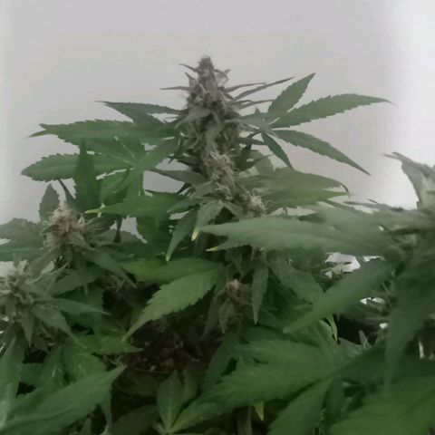 Purple Punch Autoflower growlog timeline photo