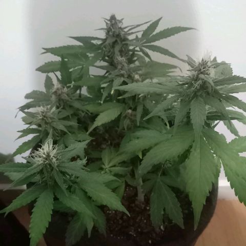 Purple Punch Autoflower growlog timeline photo